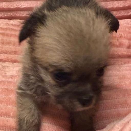 Dolly - Morkie Female