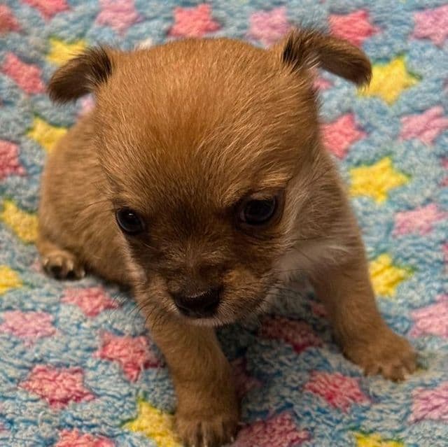 Davy - Morkie Male