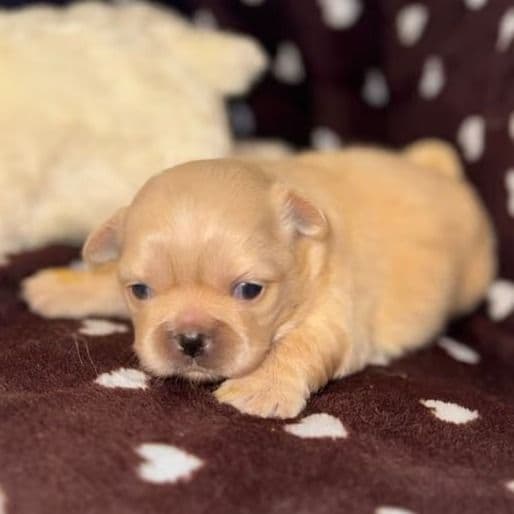 Pris - Pekingese Female
