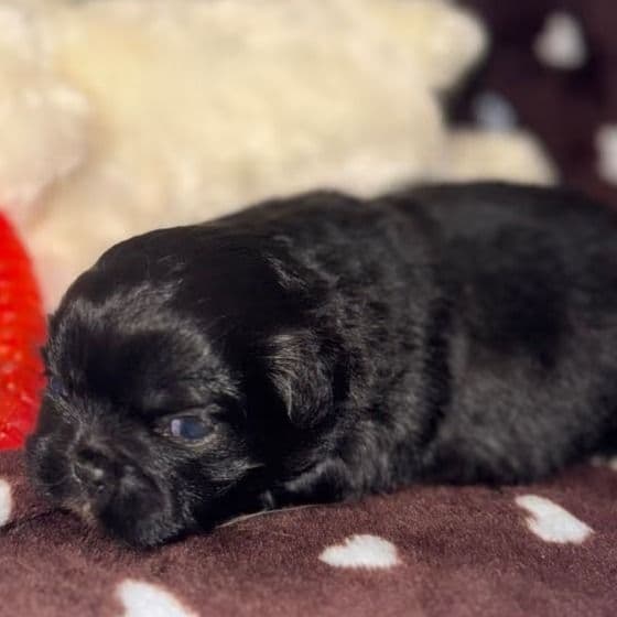 Sylvester - Pekingese Male