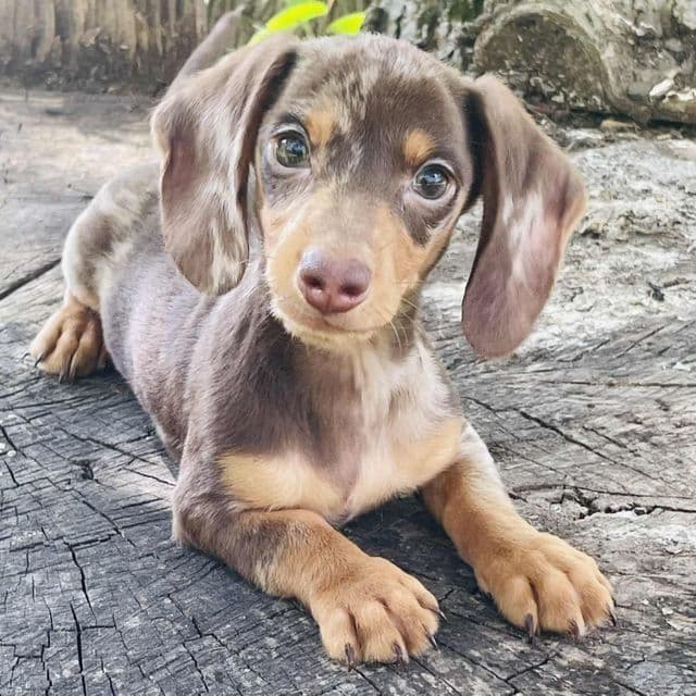 Chandler - Dachshund Male