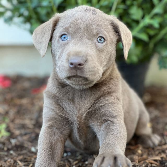 Sienna - Labrador Retriever Female