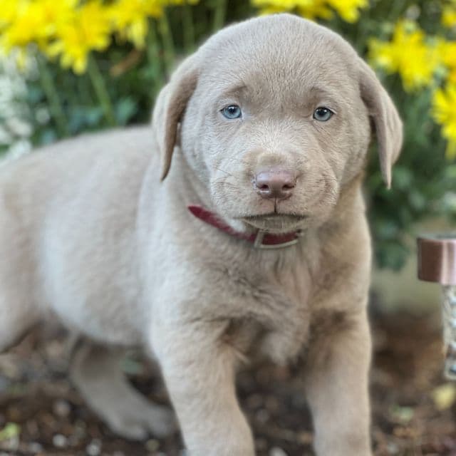 Simon - Labrador Retriever Male