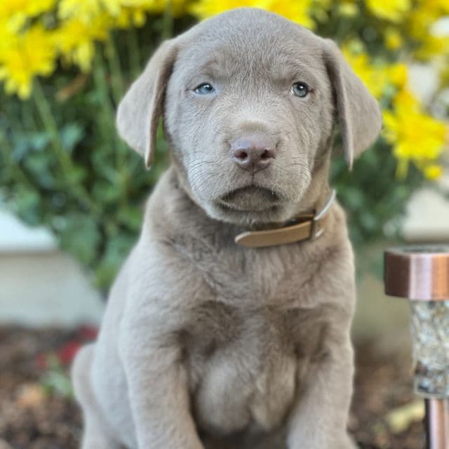 Spencer - Labrador Retriever Male
