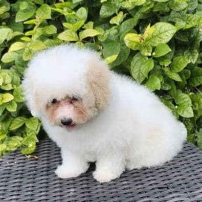 Candy - Maltipoo Female