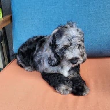 Oreo - Cockapoo Male