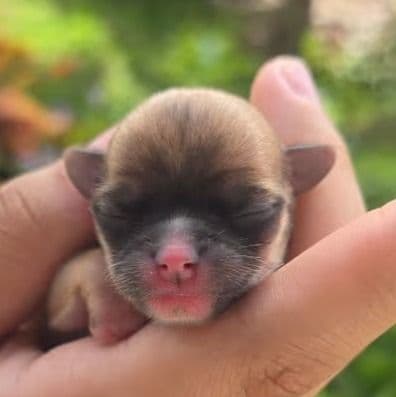 Bean - Chihuahua Male