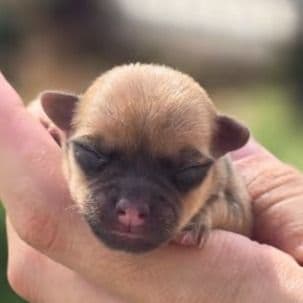 Peanut  - Chihuahua Female
