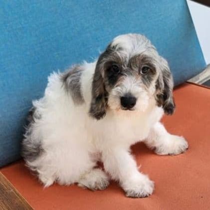 Luna  - Cockapoo Female