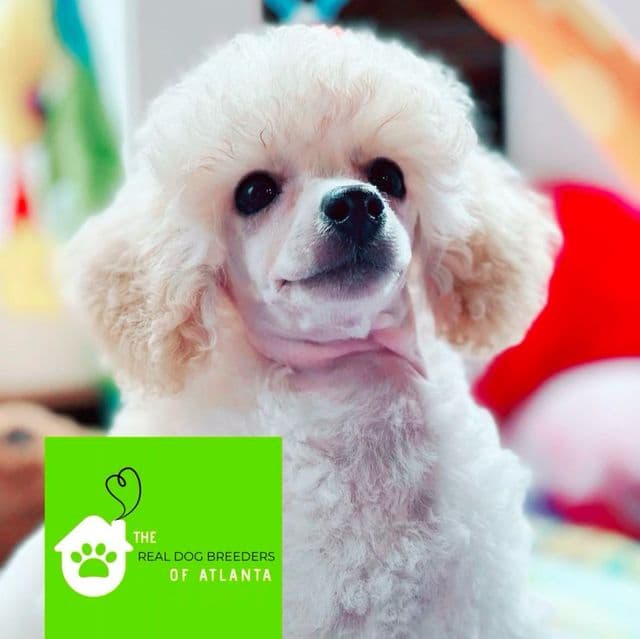 Snow  - Toy Poodle Female