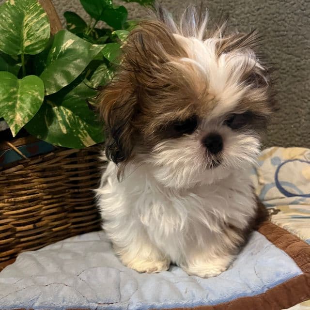 Tiny - Shih Tzu Male