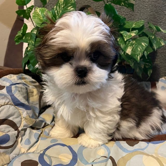 Leo - Shih Tzu Male