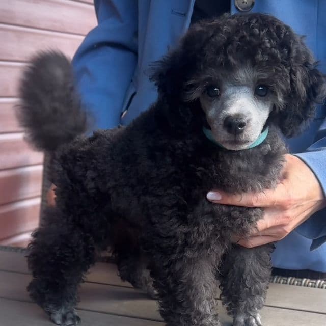 Quick silver  - Toy Poodle Male