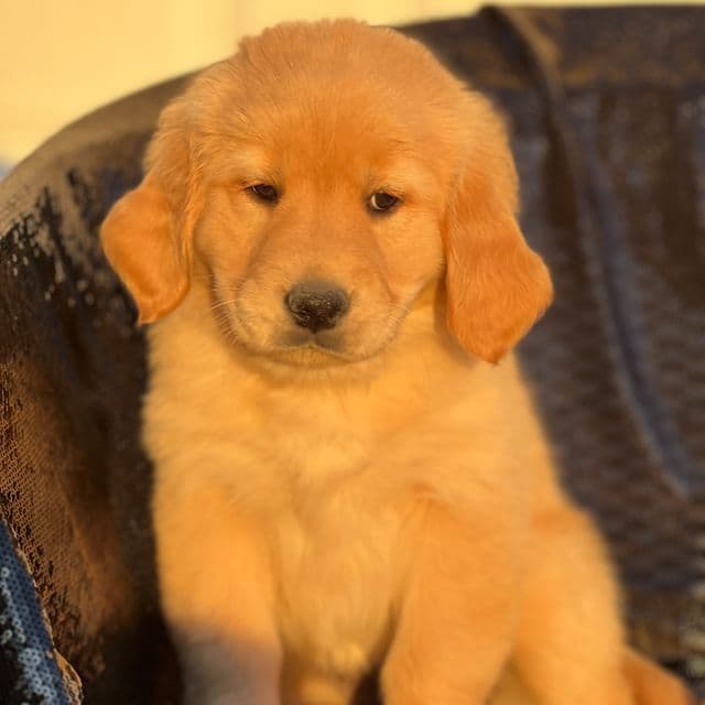 Sally - Golden Retriever Female