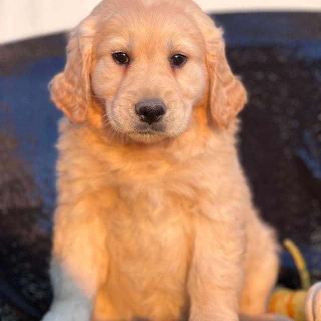 Solomon - Golden Retriever Male