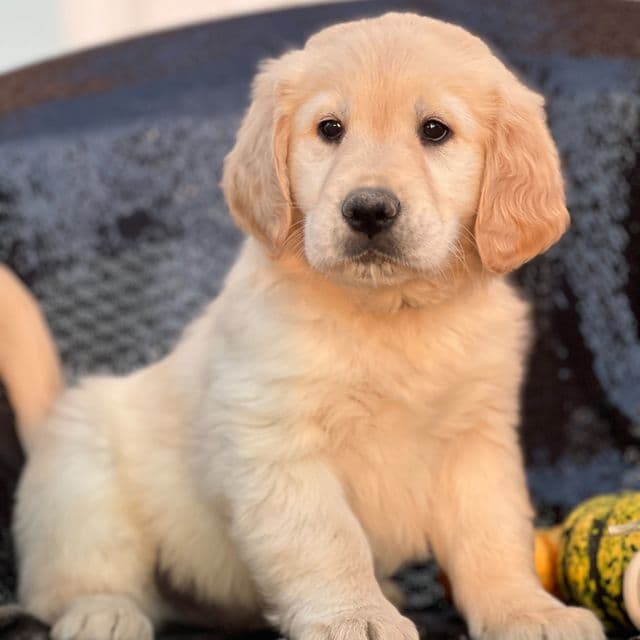 Sam - Golden Retriever Male