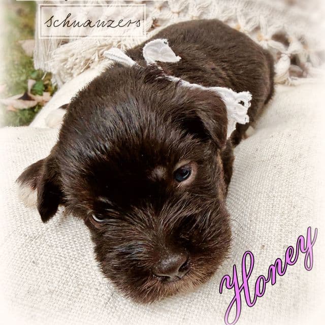 Honey - Miniature Schnauzer Female