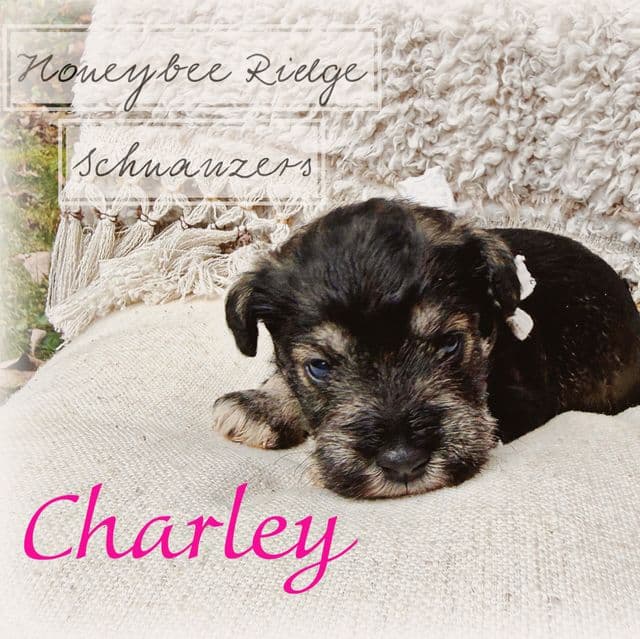 Charley - Miniature Schnauzer Female