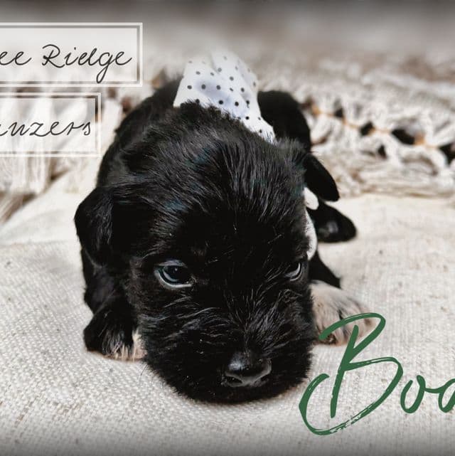 Bodi - Miniature Schnauzer Male