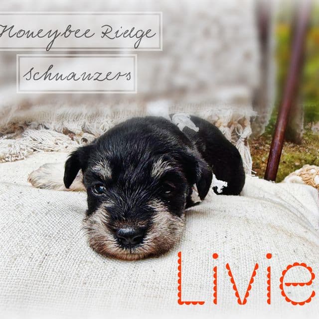 Livie - Miniature Schnauzer Female