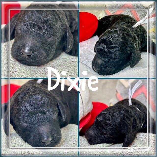 Dixie  - Standard Poodle Female
