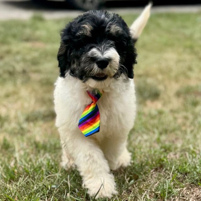 Oakley - Bernedoodle Male