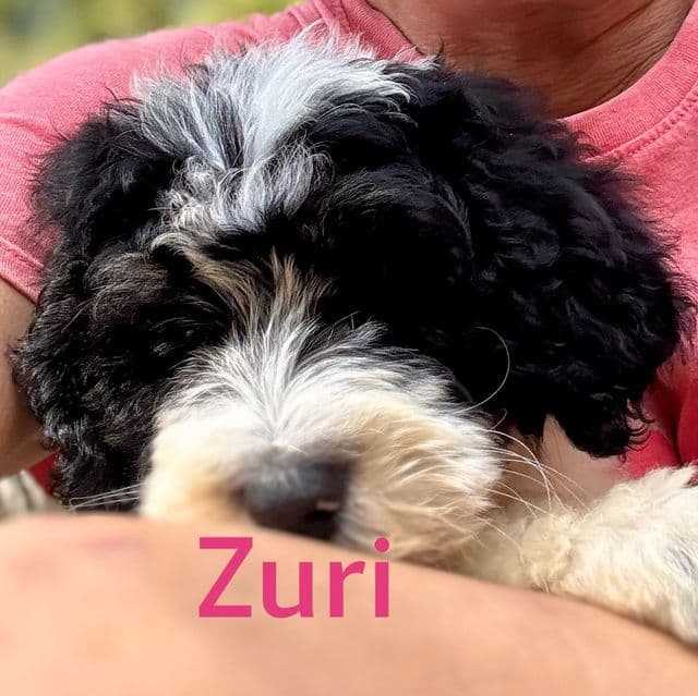 Zuri - Bernedoodle Female