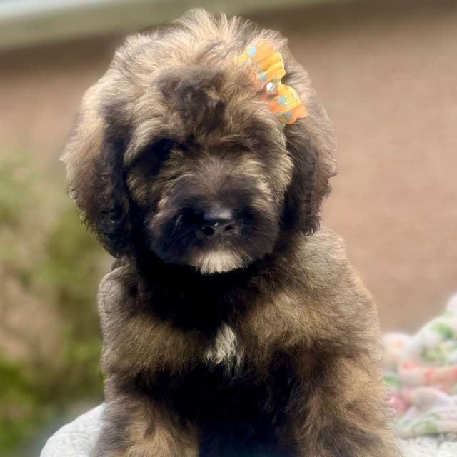 Billie - Bernedoodle Female