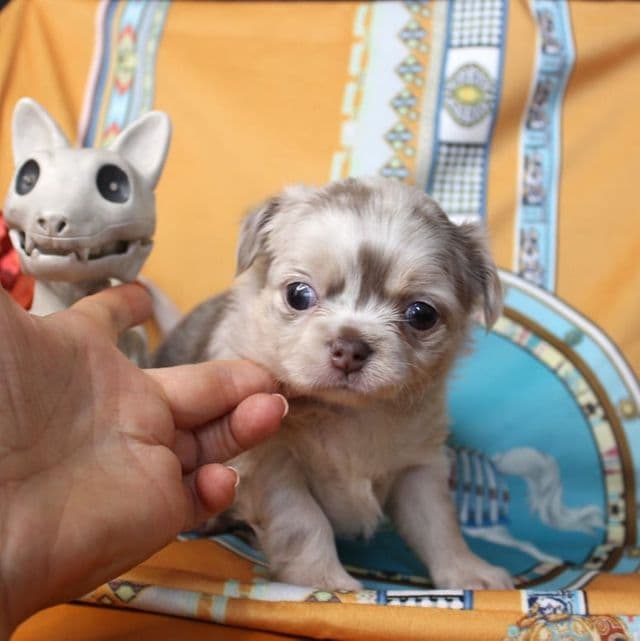 Bolt - Chihuahua Male