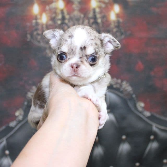 Windex - Chihuahua Male