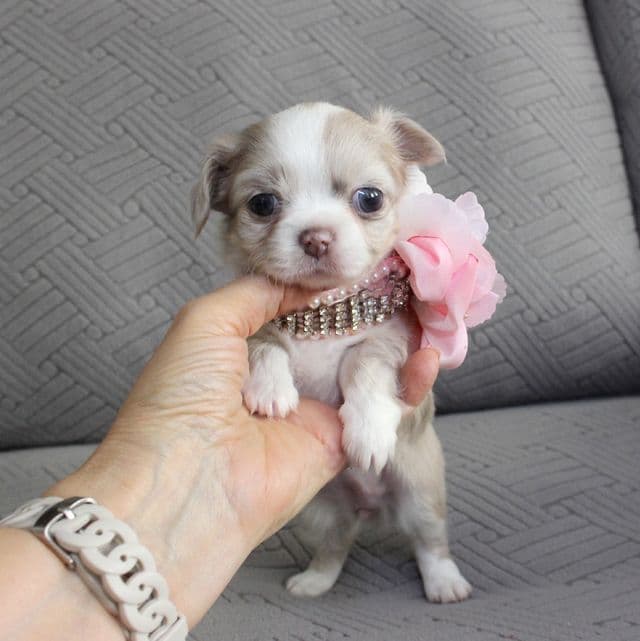 lola - Chihuahua Female