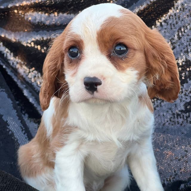Rebeca - Cavalier King Charles Spaniel Female