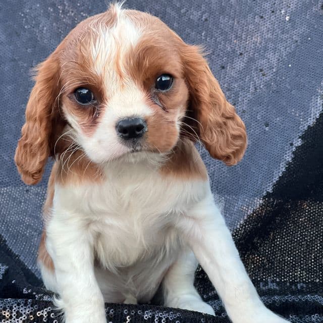 Reese - Cavalier King Charles Spaniel Female