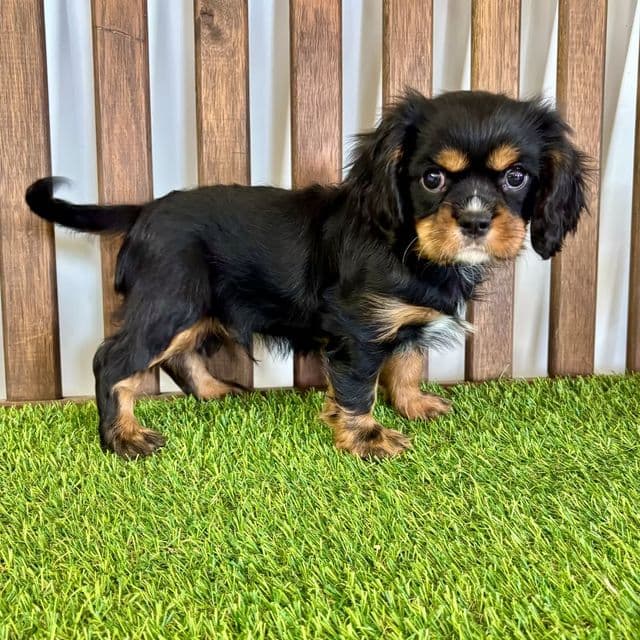 Wemby - Cavalier King Charles Spaniel Male