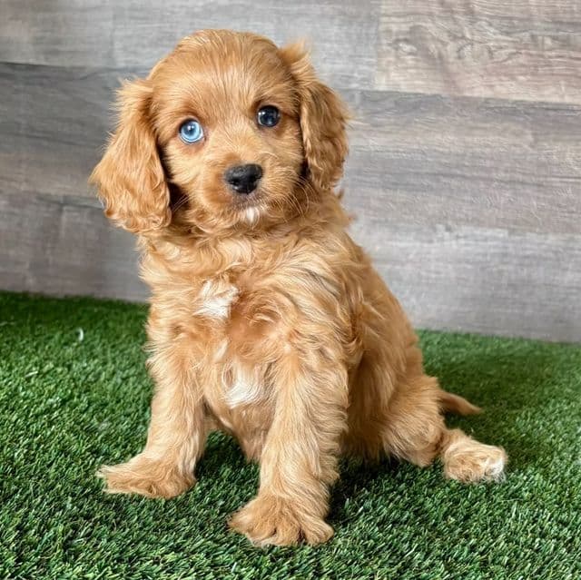 Dante - Cavapoo Male