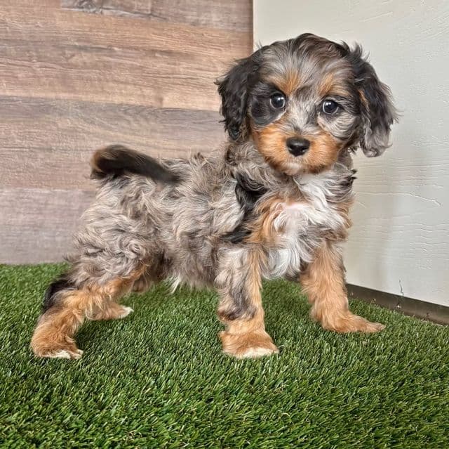 Diego - Cavapoo Male
