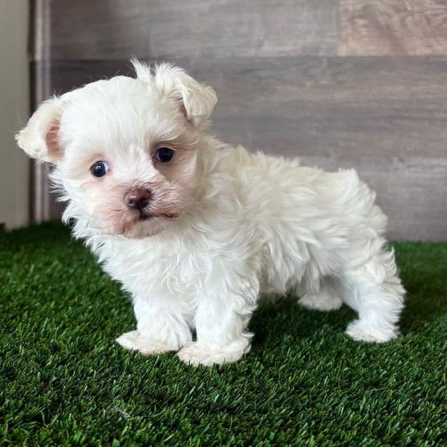 Kylee - Maltese Female