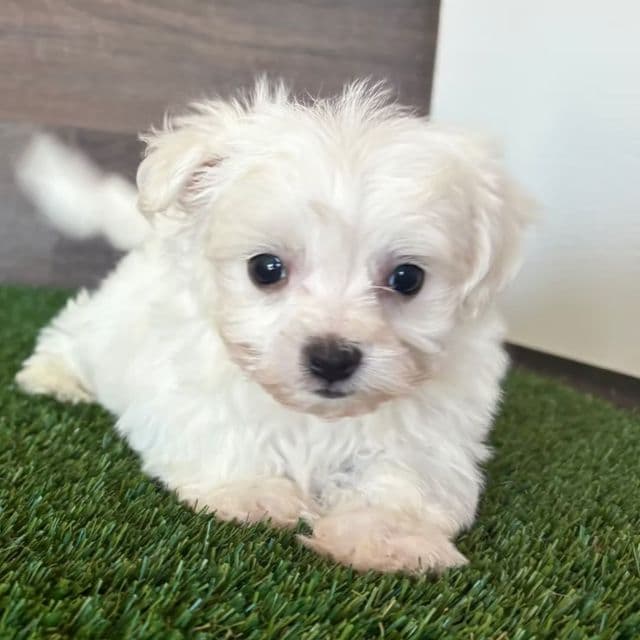 Brody - Maltichon Male