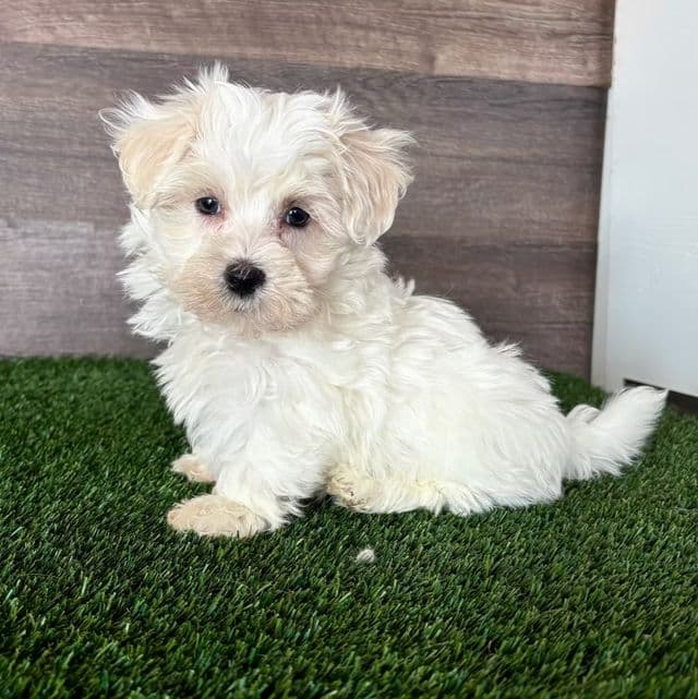 Major - Maltipoo Male