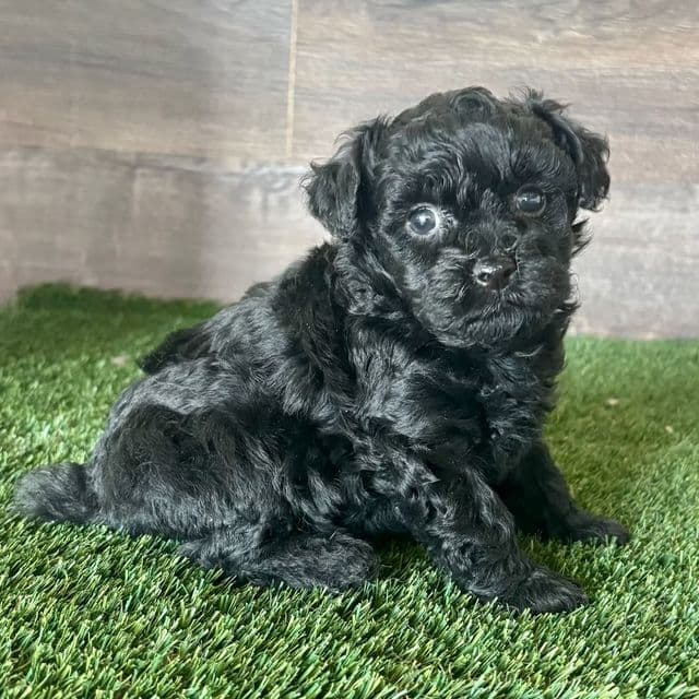 Muffin - Maltipoo Female