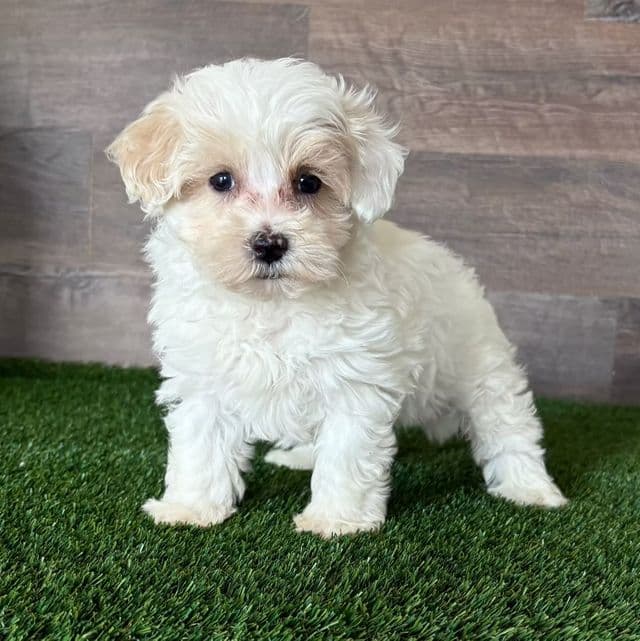 Miso - Maltipoo Male