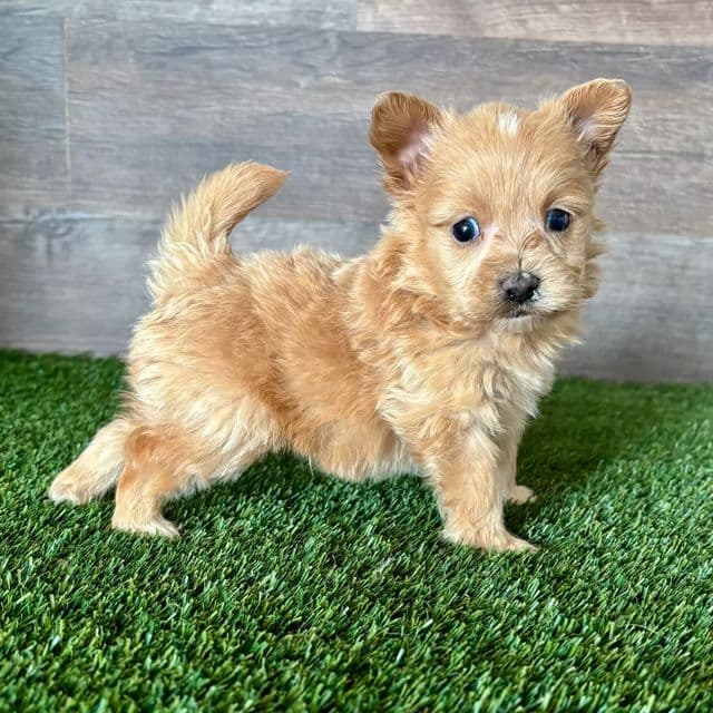 Prince - Pomapoo Male