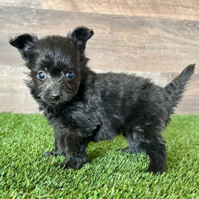 Pepper - Pomapoo Female
