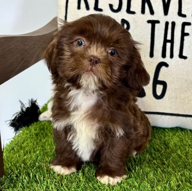 Saul - Shih Tzu Male