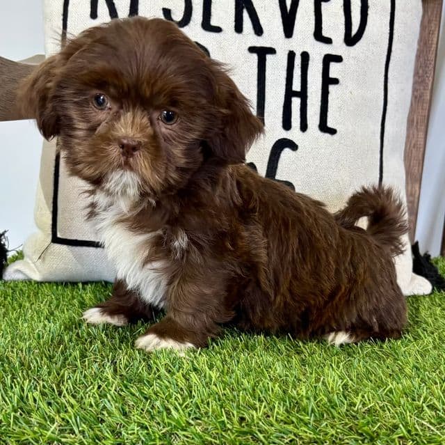 Saul - Shih Tzu Male
