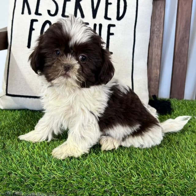 Sasha - Shih Tzu Female