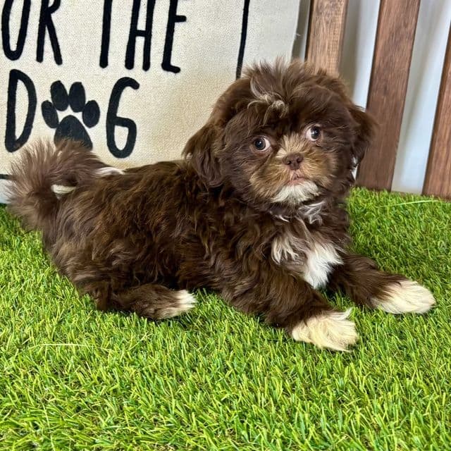 Sutton - Shih Tzu Male