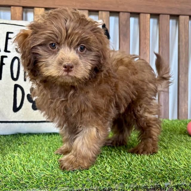 Finn - Shih-Poo Male