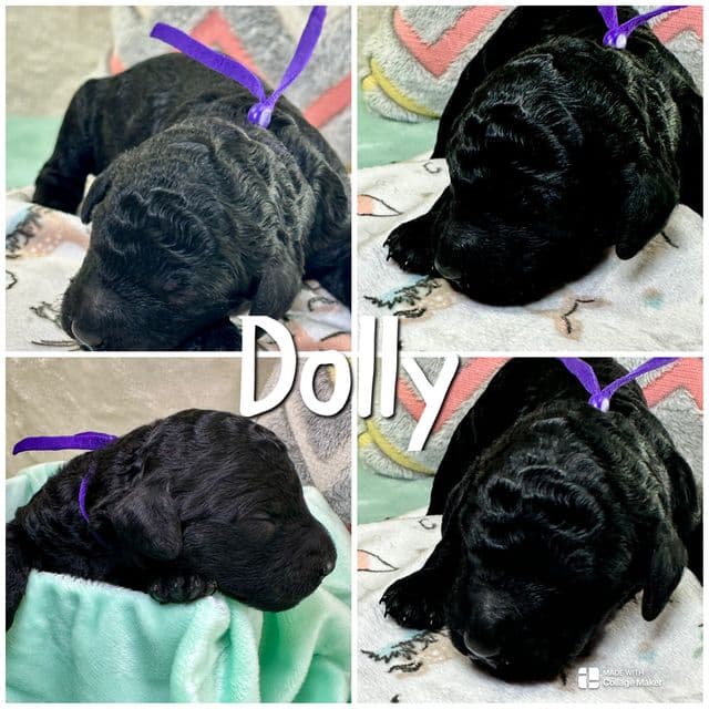 Dolly  - Standard Poodle Female