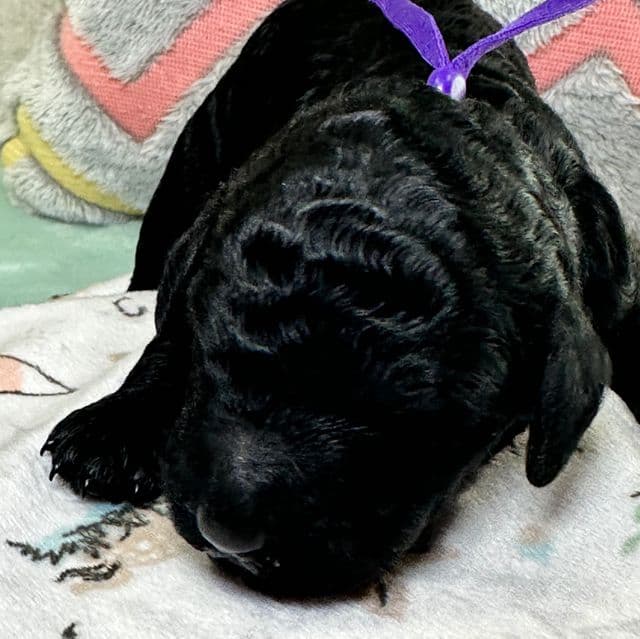 Dolly  - Standard Poodle Female